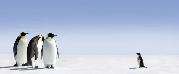 Cute Pingwiny Dzikiej Przyrody — Zdjęcie stockowe