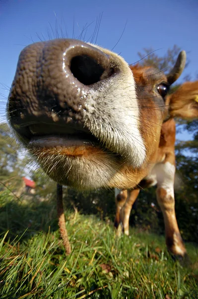 Closeup Cow Wild Nature — Stock Photo, Image