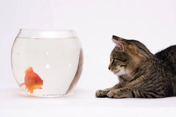 Home Cat Gold Fish — Stock Photo, Image