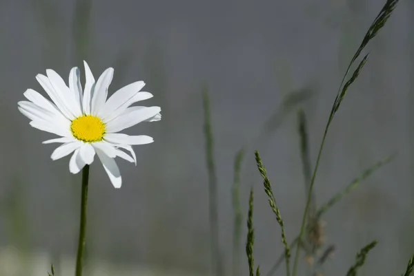 Margarida Plena Flor — Fotografia de Stock