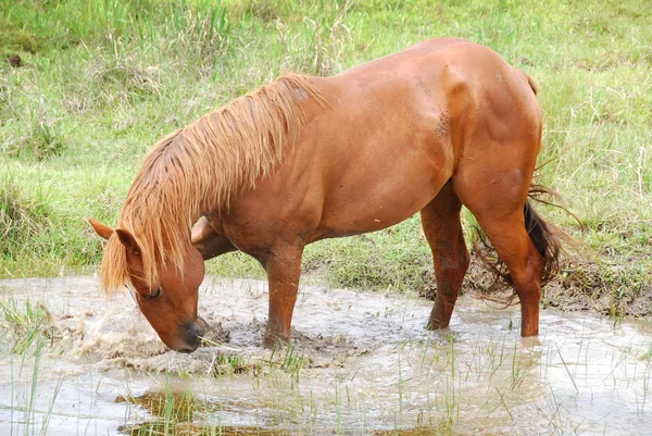 Stallion Mud Bath — Stock Photo, Image