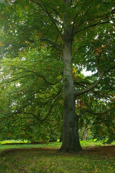 Bela Paisagem Floresta — Fotografia de Stock