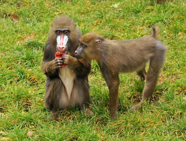 야생의 개코원숭이 — 스톡 사진