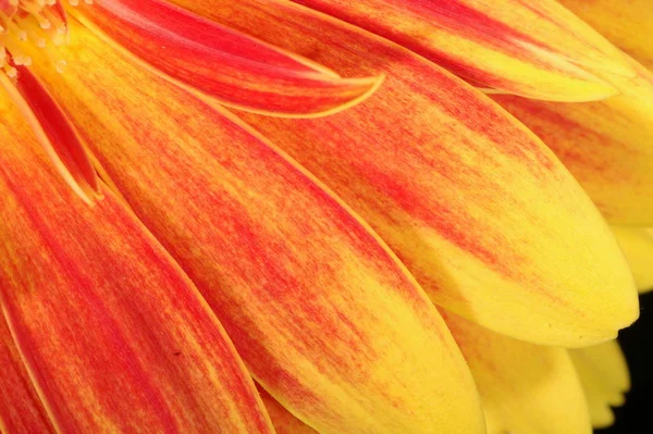 Летний Цветок Герберы Цветочные Лепестки — стоковое фото