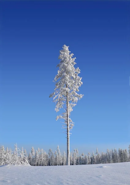 Parque Nacional Rokua Finland Inverno — Fotografia de Stock