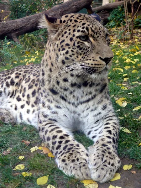 Depredador Leopardo Gato Grande —  Fotos de Stock