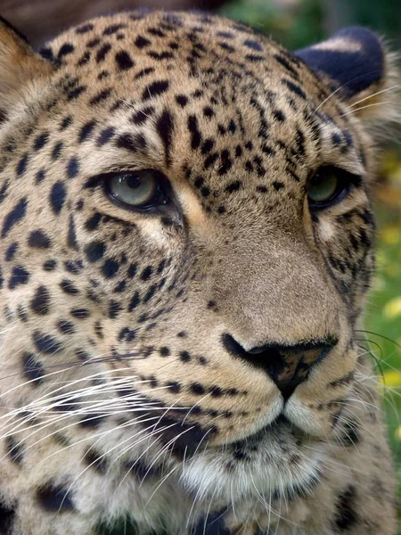 Кот Гепард Леопард — стоковое фото