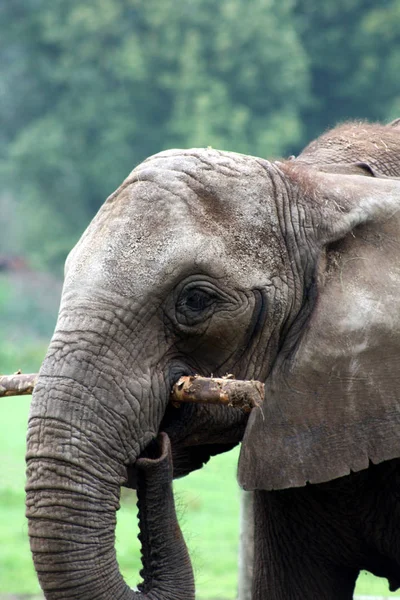 Mamífero Africano Animal Herbívoro Elefante — Foto de Stock