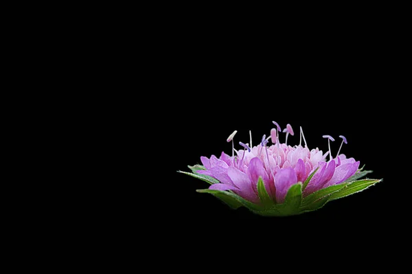 Vízililiom Virág Növény — Stock Fotó