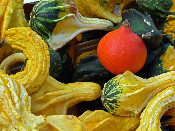 Dynie Squash Warzywa Żywność Roślinna — Zdjęcie stockowe