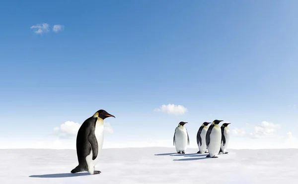 Niedliche Pinguine Der Wilden Natur — Stockfoto