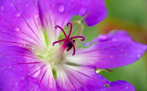 Jeřáb Fialové Fialové Květy Okvětní Lístky Flóra — Stock fotografie