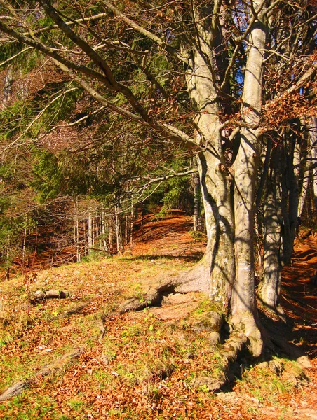 Gyönyörű Kilátás Nyílik Természetre — Stock Fotó