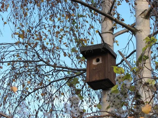 Pesäkoppi Linnuille Koivussa — kuvapankkivalokuva