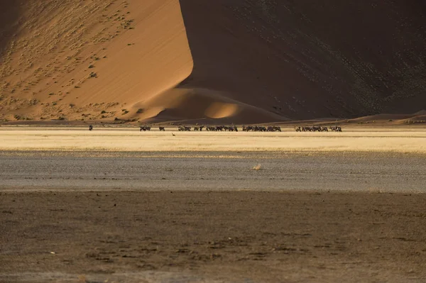 Panoramisch Uitzicht Duinen Selectieve Focus — Stockfoto