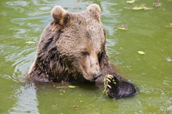 Braunbär Wasser — Stockfoto