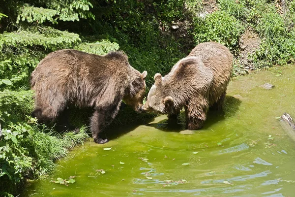 Faunę Niedźwiedzie Brunatne Dzikie Zwierzęta — Zdjęcie stockowe