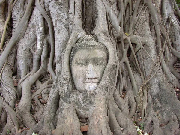 Cabeça Buddha Árvore Ayutthaya — Fotografia de Stock