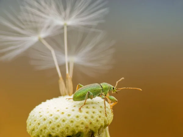 Schöne Botanische Aufnahme Natürliche Tapete — Stockfoto