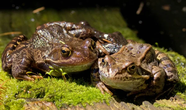 Rana Animal Anfibio Ensalada — Foto de Stock