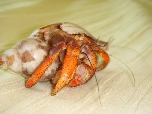 Close Van Een Insect Wilde Natuur — Stockfoto