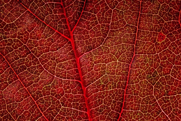 Hermoso Plano Botánico Fondo Pantalla Natural — Foto de Stock