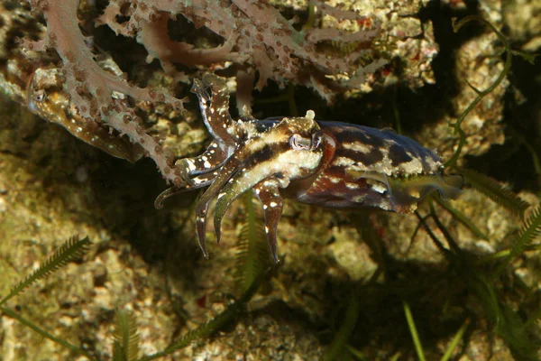 Undervattensfoto Livet Havet — Stockfoto