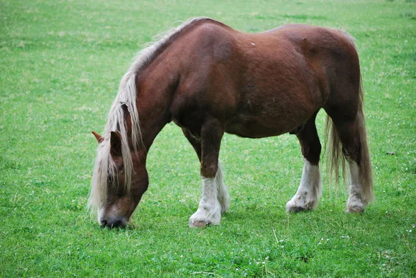 Schattig Paard Wilde Natuur — Stockfoto