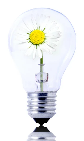 Flowers Light Bulb — Stock Photo, Image