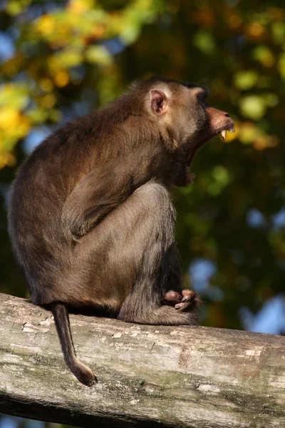 Primo Piano Degli Animali Allo Zoo — Foto Stock