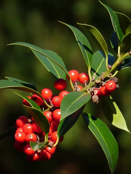 Close Uitzicht Decoratieve Plant — Stockfoto