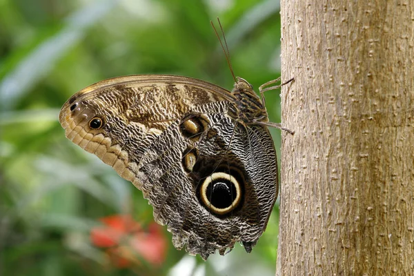 Nahaufnahme Von Exotisch Schönen Wanken — Stockfoto