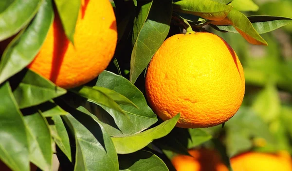 Naranjas Sobre Naranjo — Foto de Stock