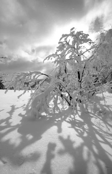 Paysage Hivernal Enneigé — Photo