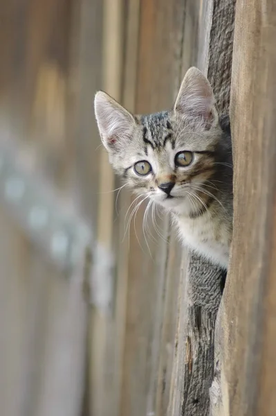 Gato Espiando Desde Puerta Del Granero — Foto de Stock