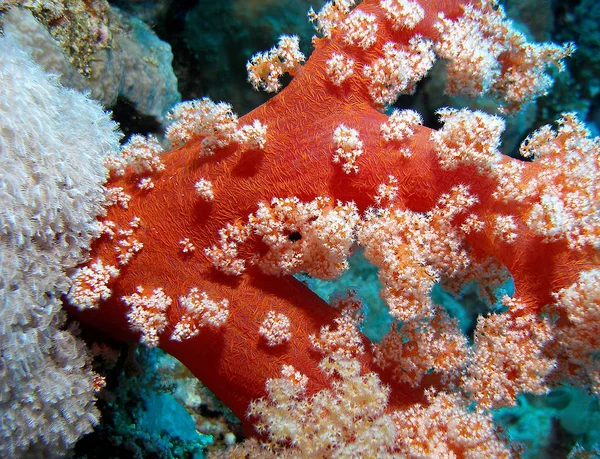 一个树状软珊瑚的细节 以埃及文拍摄的照片 — 图库照片