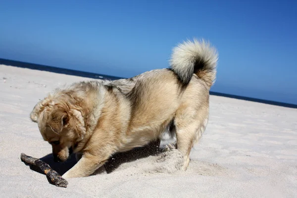 かわいい犬の肖像画 — ストック写真