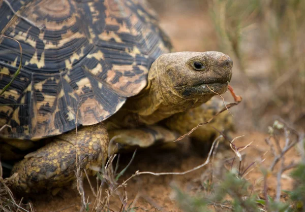 leopard tortoise, animal creature