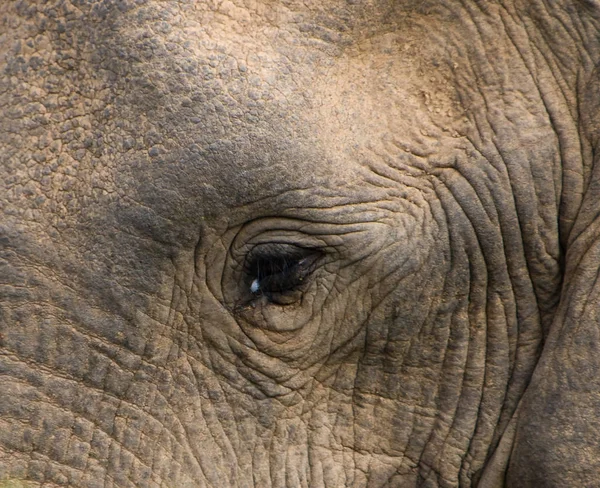 Животное Слона Африканское Животное — стоковое фото