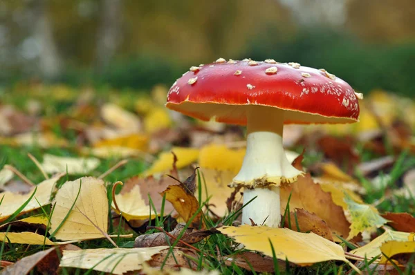 Red Toadstool Belongs Group Poisonous Fungi — Stock Photo, Image