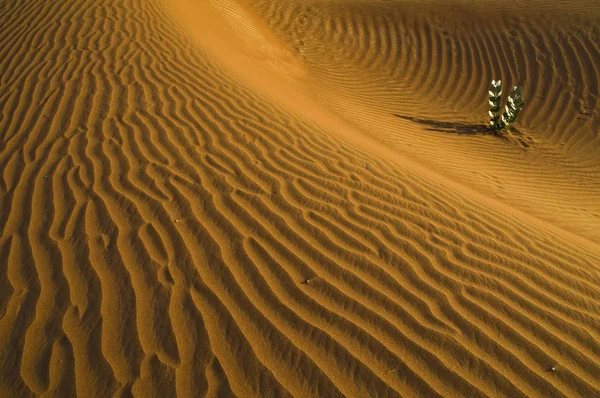 Zandwoestijn Duinlandschap — Stockfoto
