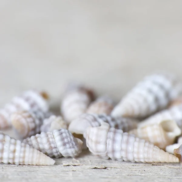 Muscheln Sandstrand — Stockfoto