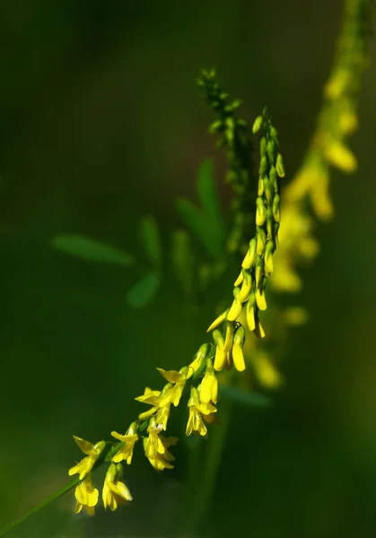 Mooie Bloemen Bloemige Concept Natuur Achtergrond — Stockfoto