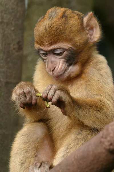 Singe Primate Animal Faune — Photo