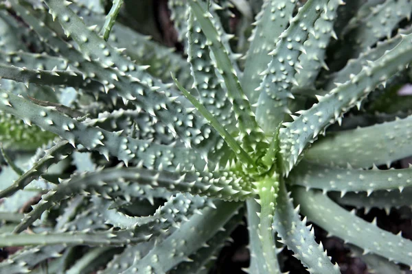 Aloe Vera Grüne Blütenblätter — Stockfoto