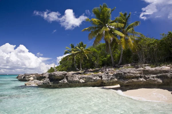 Palmerales Playa Una Isla Caribeña — Foto de Stock