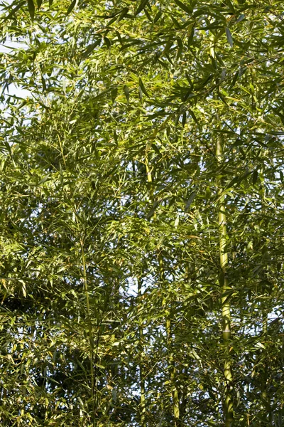 Bosque Bambú Troncos Árboles — Foto de Stock