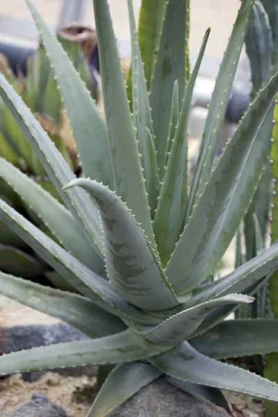 Planta Tropical Aloe Vera — Foto de Stock