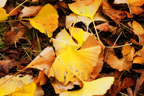 Prachtig Kleurrijk Herfstblad — Stockfoto