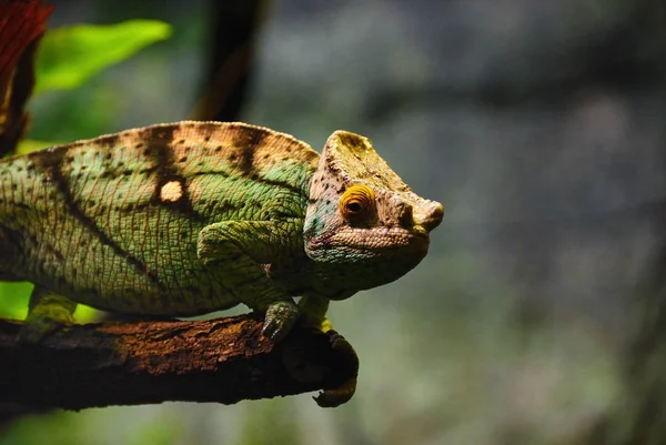 Chamäleontier Tropisches Echsenreptil — Stockfoto